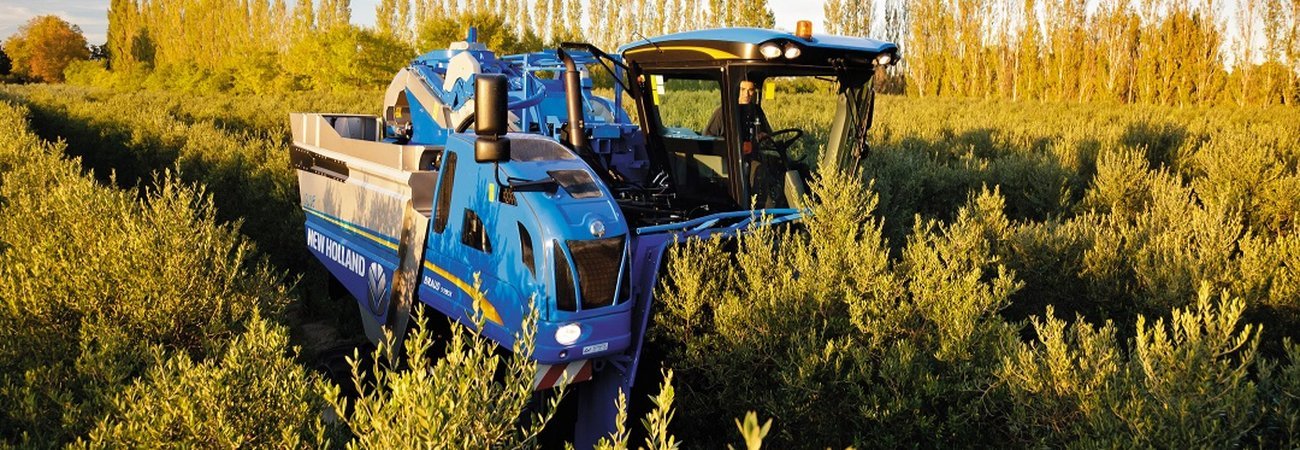 Vendimiadoras New Holland